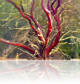 red tree   | free rock mp3s and album download @ http://www.toolateforroses.com/